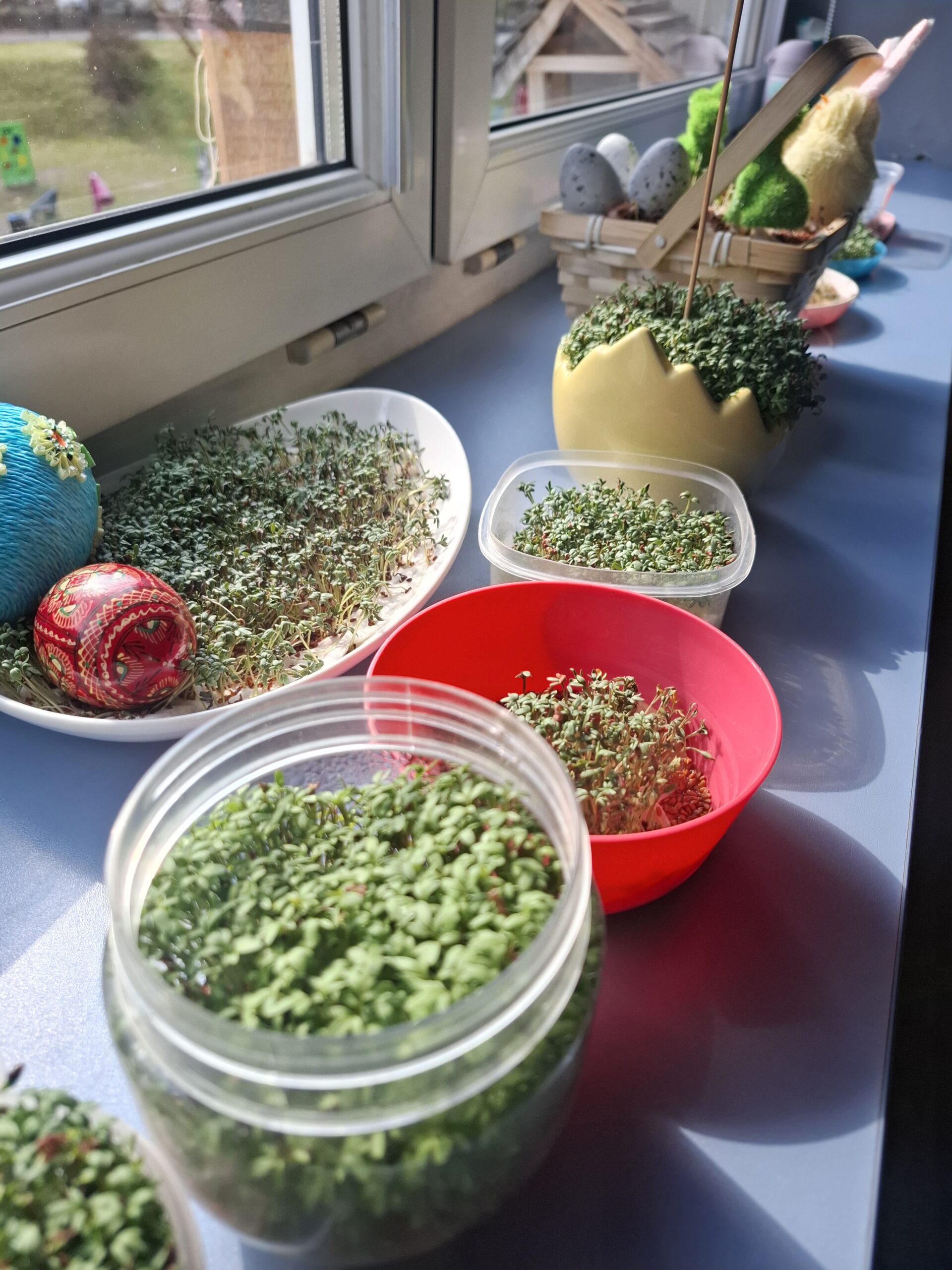 Żabki – sadzenie rzeżuchy