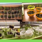 Hodowla wiosennych kwiatów i sadzonek