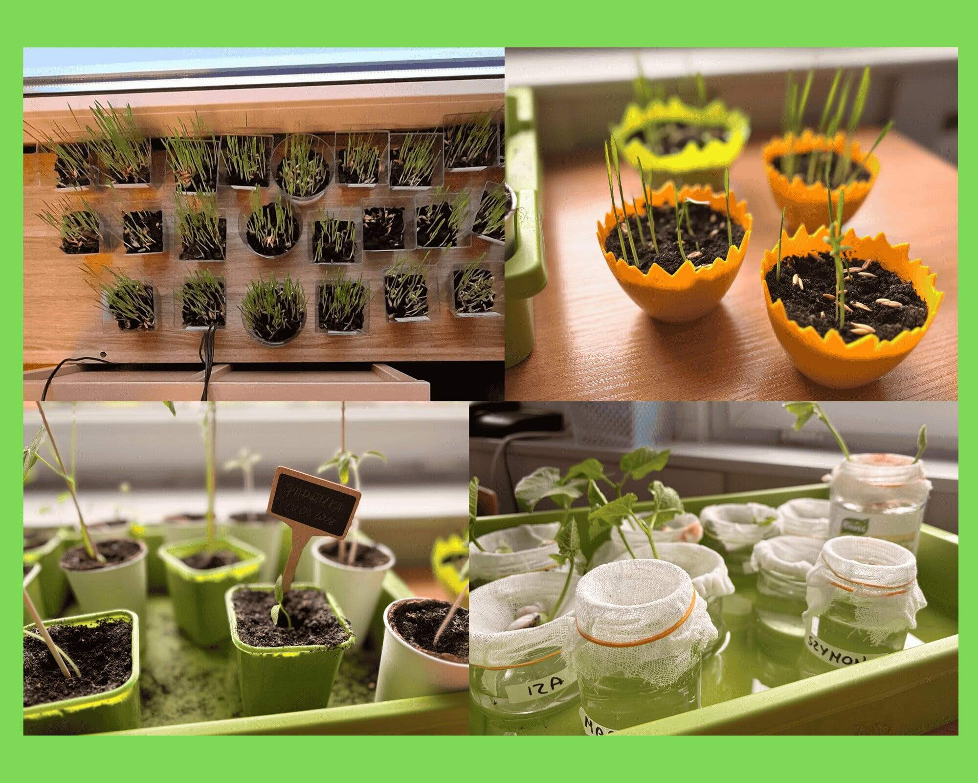 Hodowla wiosennych kwiatów i sadzonek